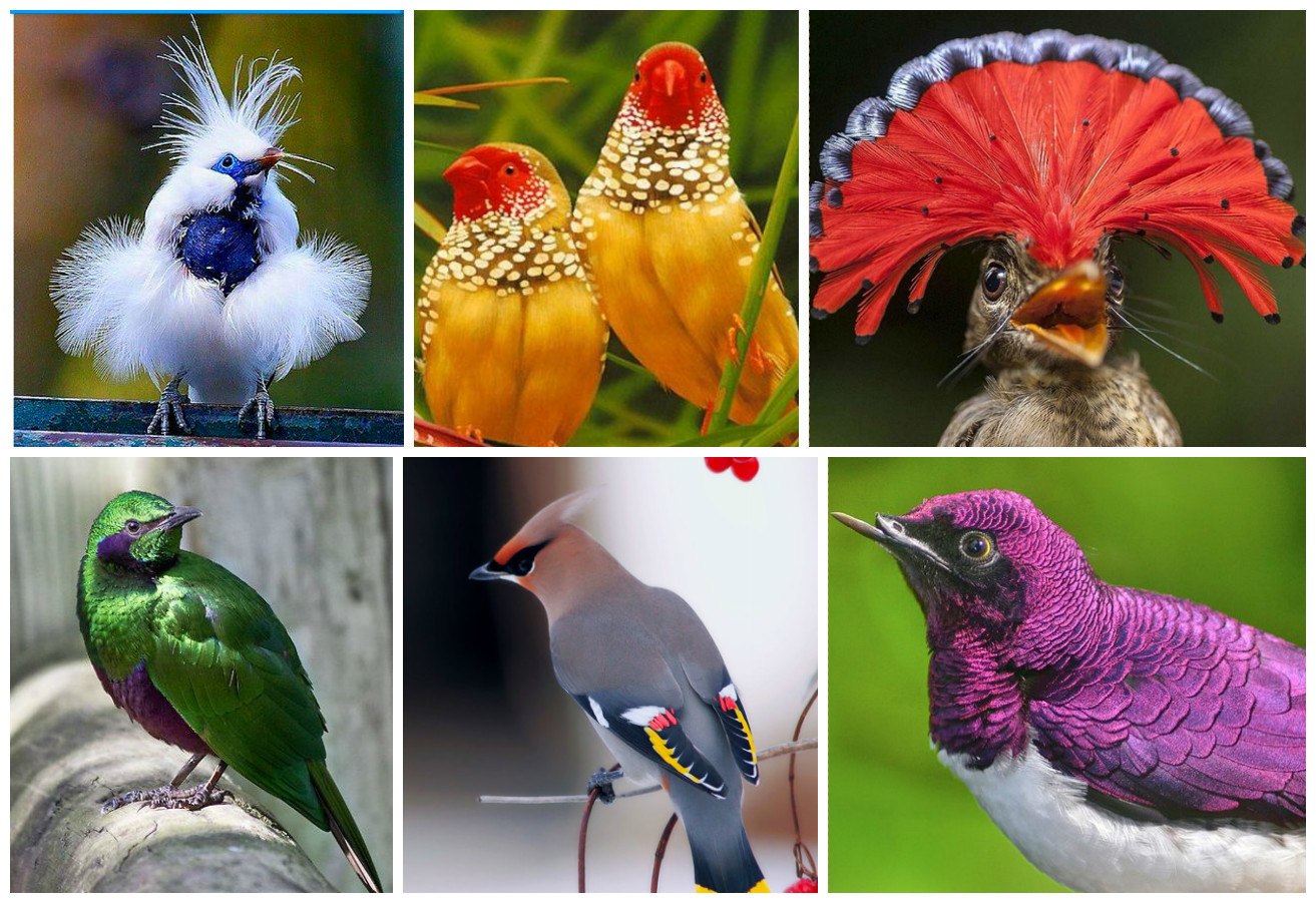 Разнообразные птицы
