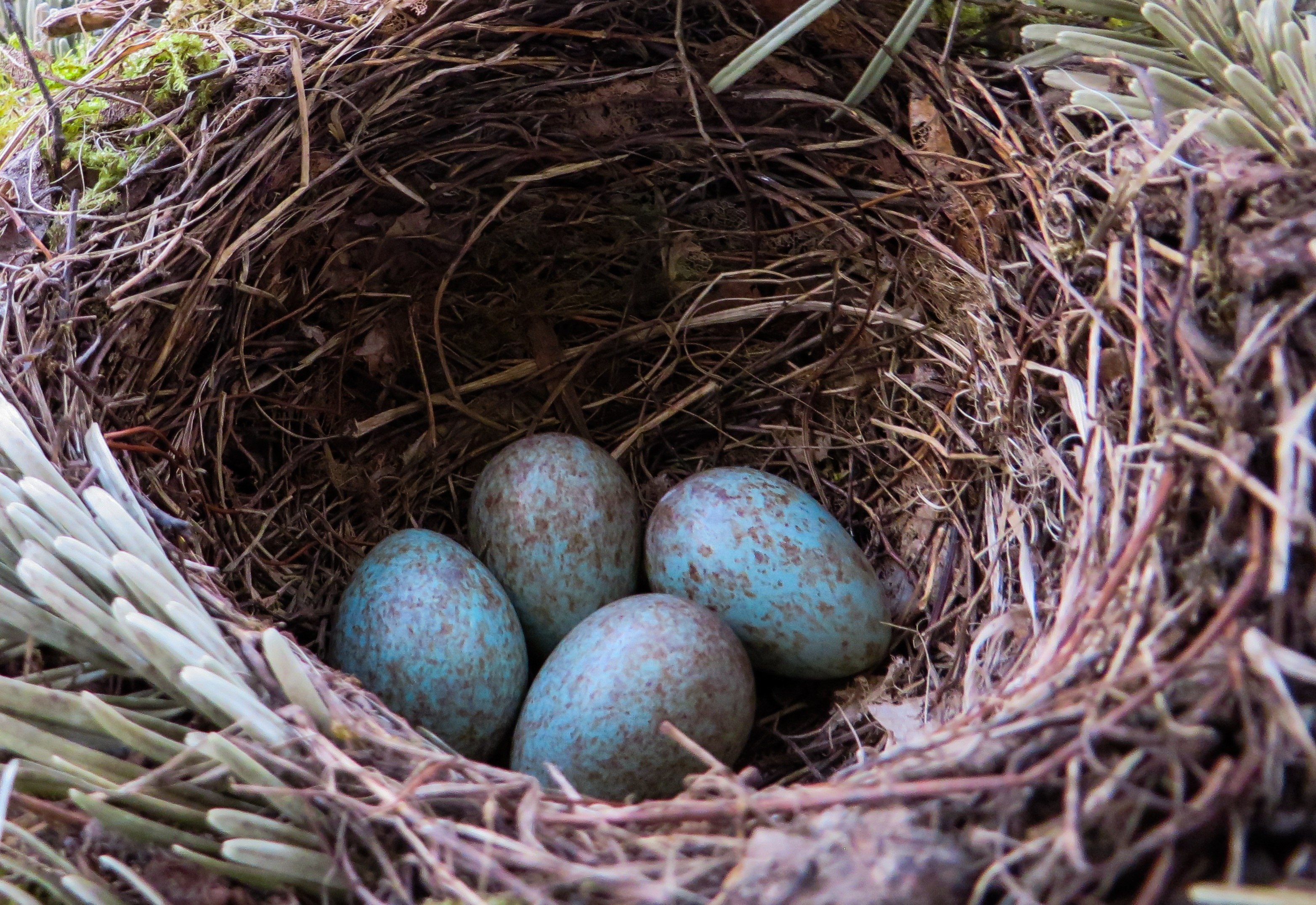 Какого цвета яйца птиц. Голубые яйца дрозда. Гнездо черного дрозда. Яйца лесных Дроздов. Голубые яйца дрозда птица.