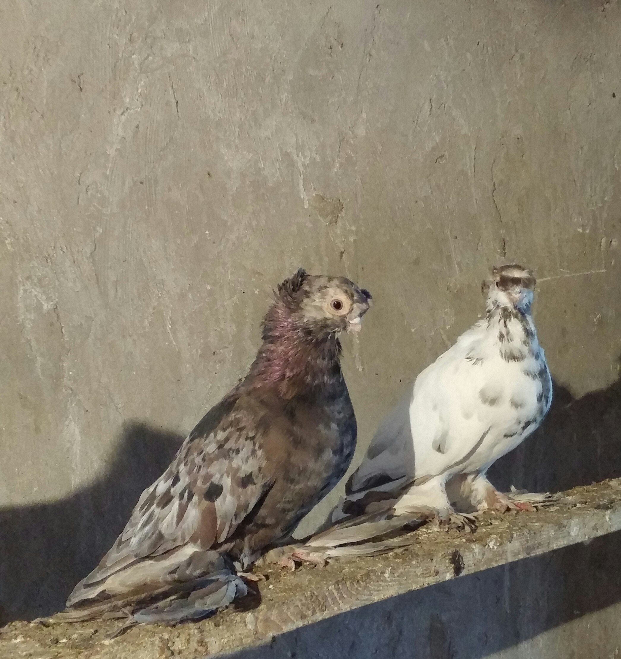 бакинские бойные голуби чили