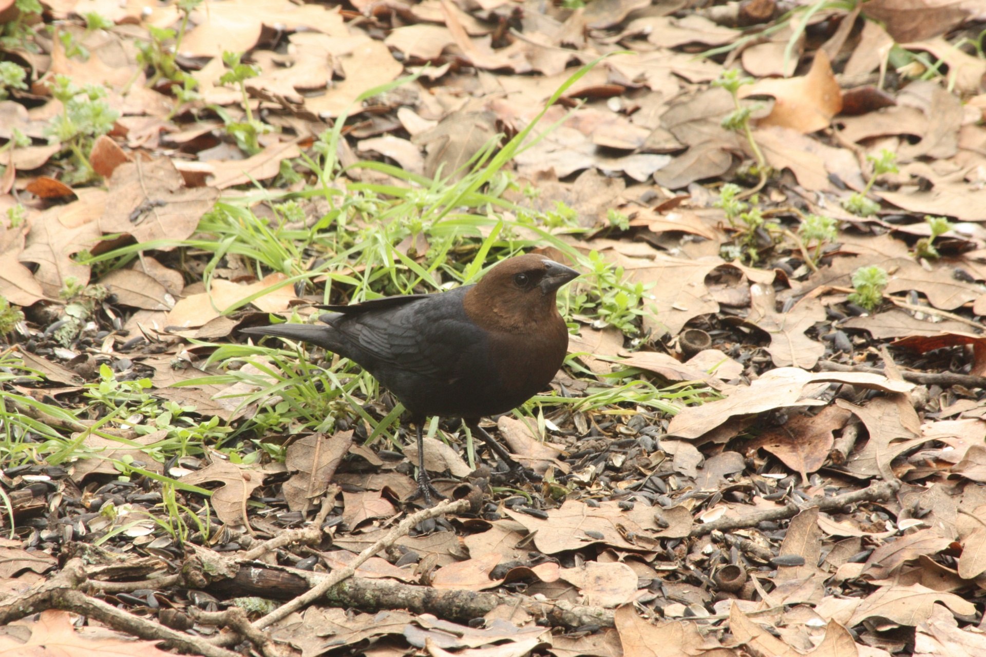 Темно коричневая птица
