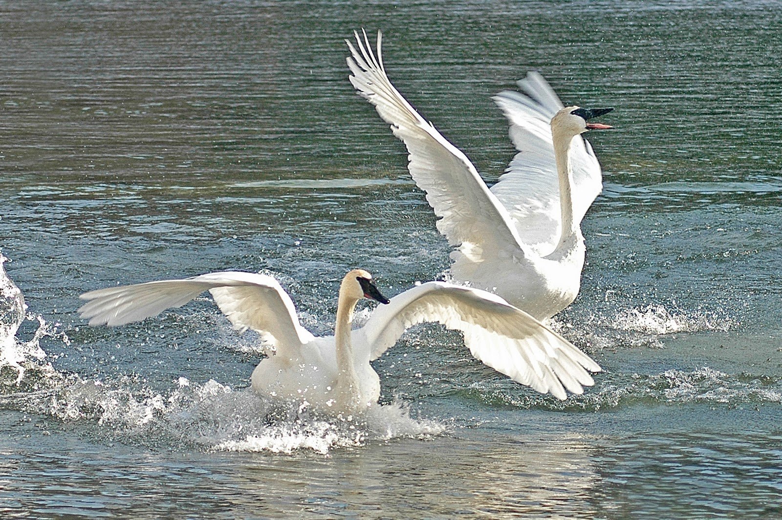 Лебедушка летала песня. Лебедь кликун в полете. Лебеди на озере. Лебеди в небе. Лебеди летят.
