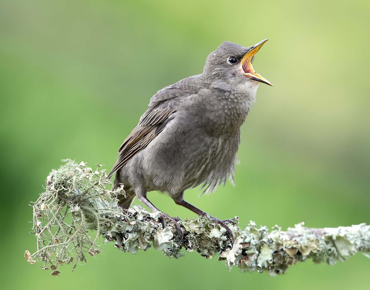 Слеток скворца. Обыкновенный скворец (Sturnus vulgaris). Скворец птенец слеток. Скворец желторотик.