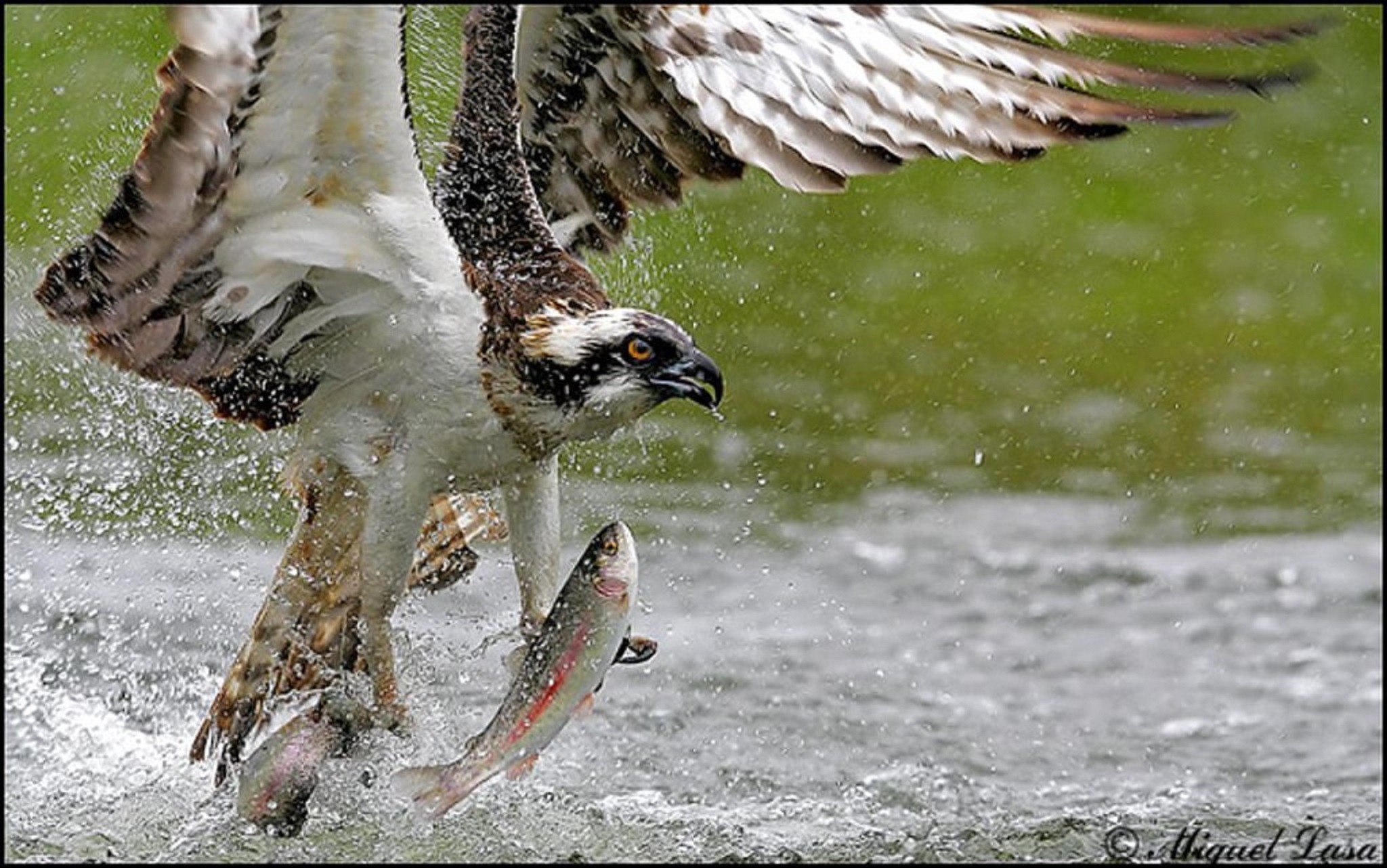 Орел ловит рыбу