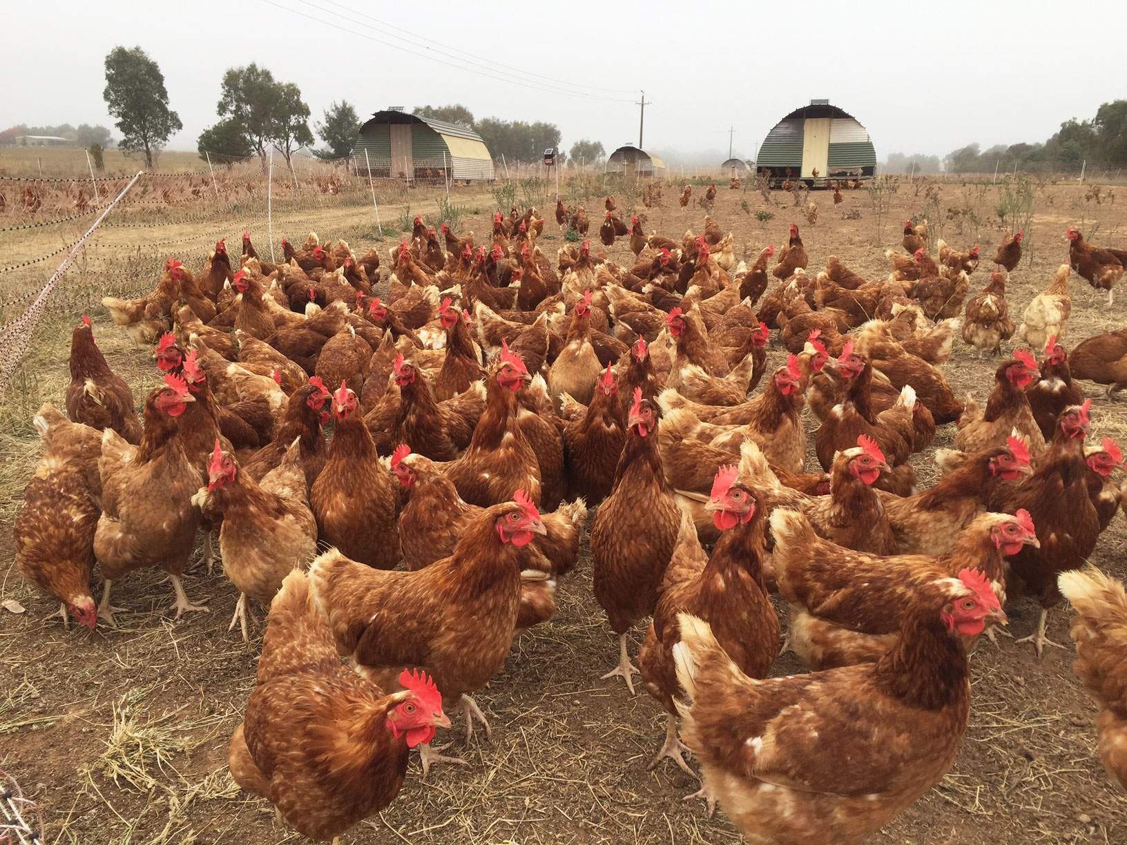 Курицы Ломан Браун на ферме