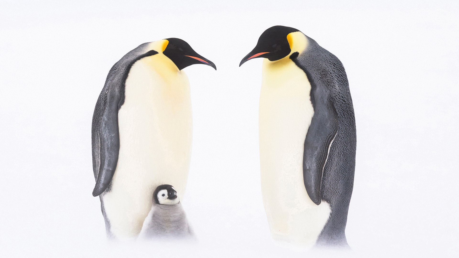 Пингвин на белом фоне