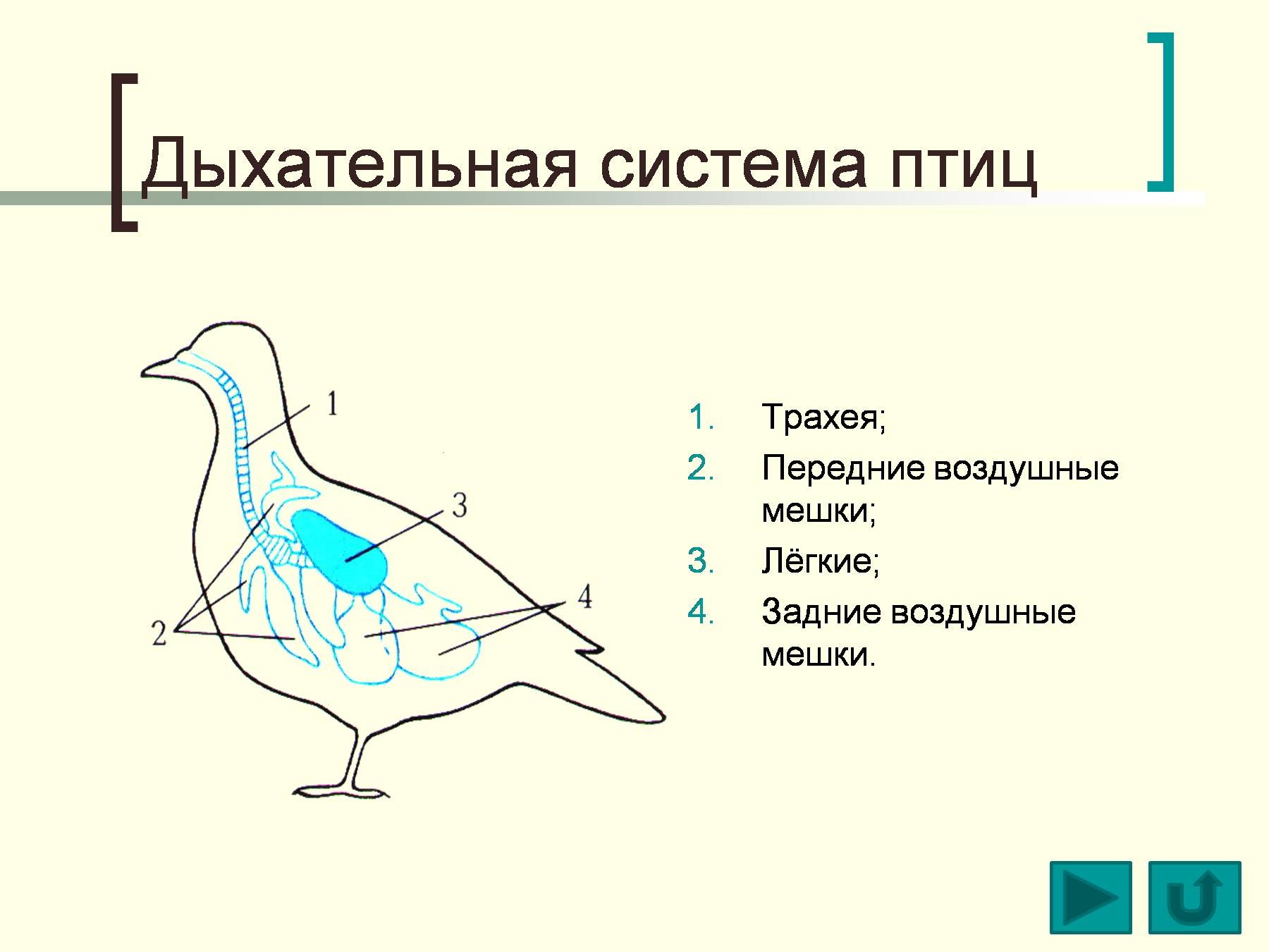 Схема строения дыхательной системы птиц