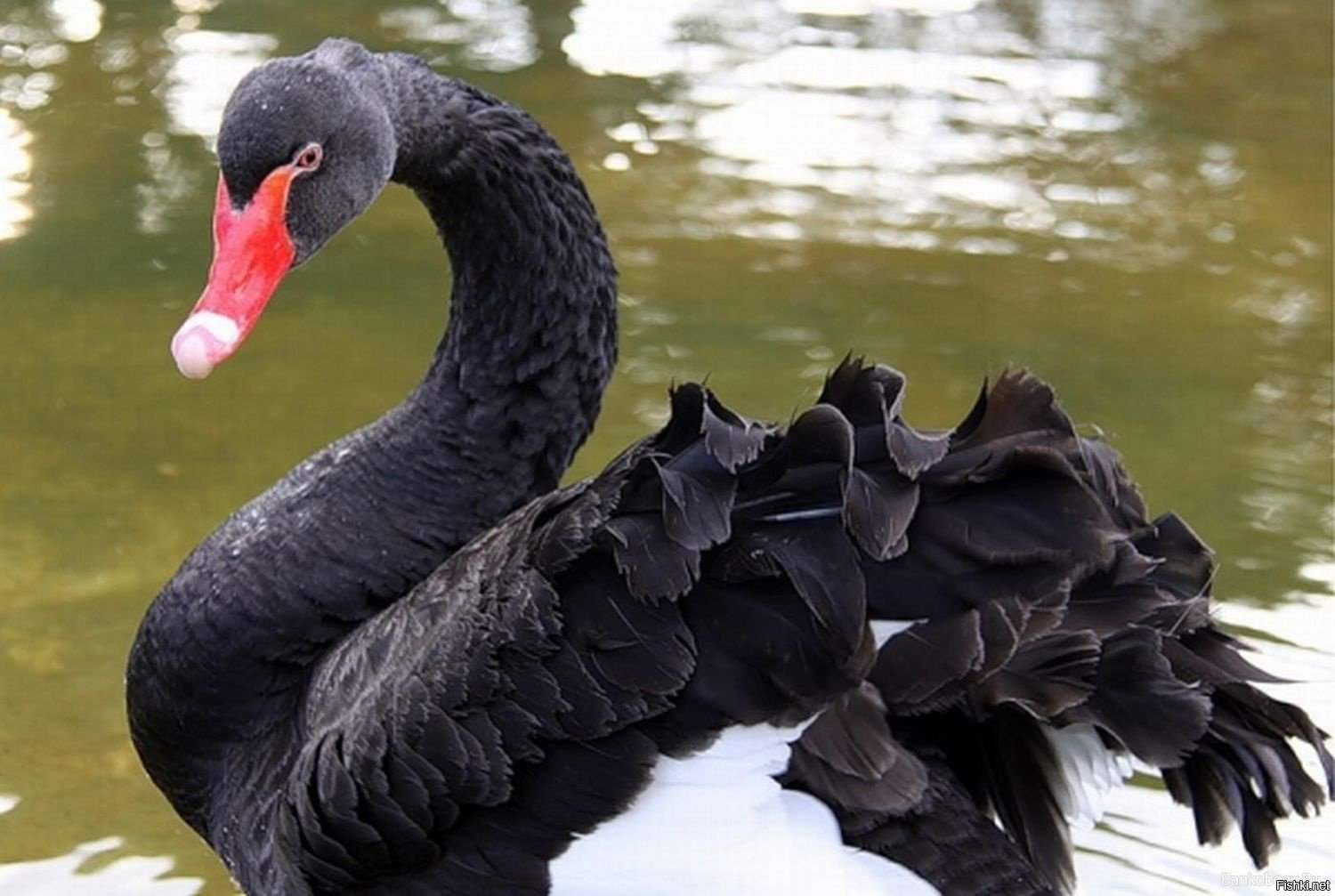 Красивые черные лебеди