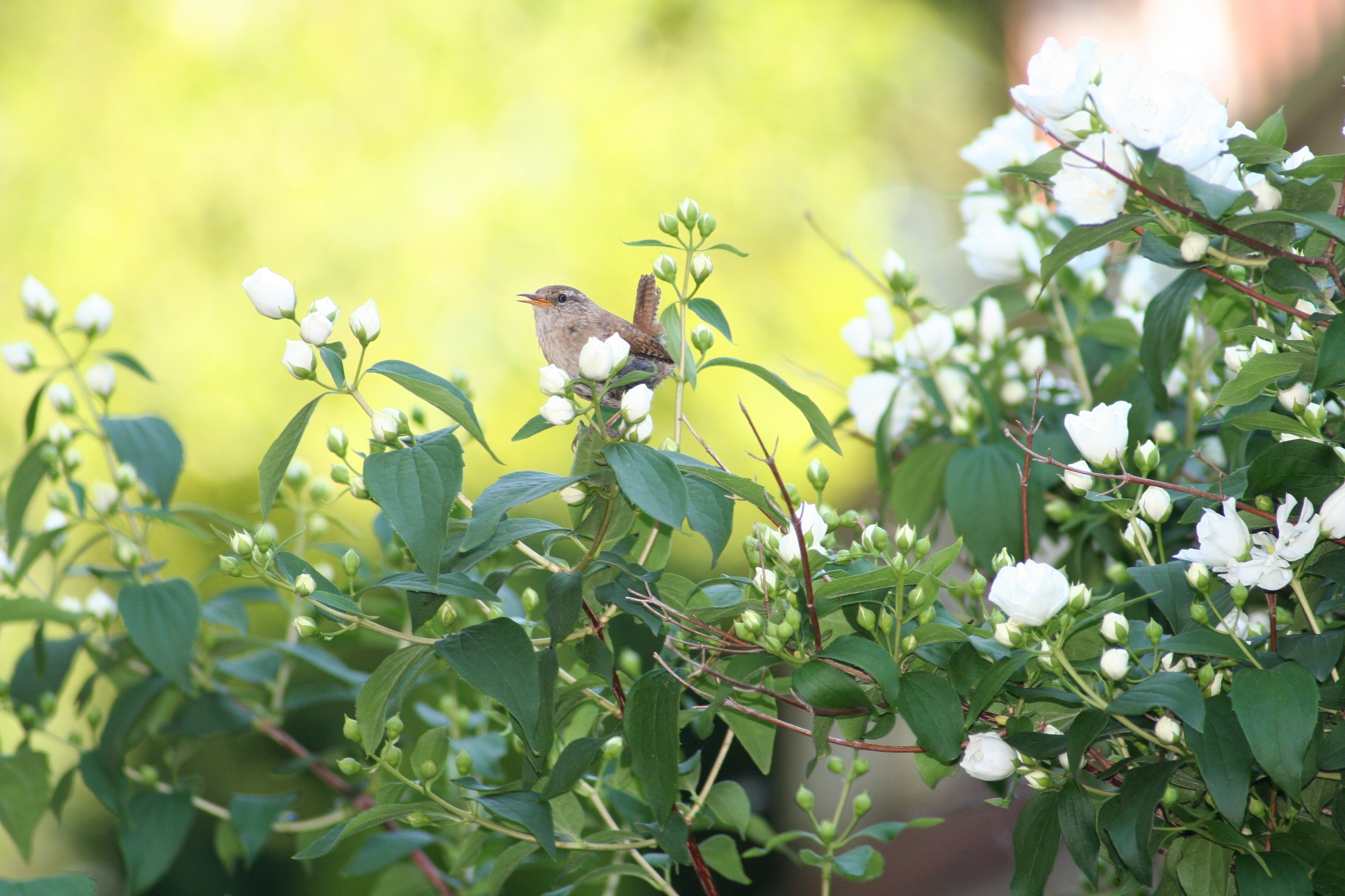 Звонкая птичья трель зазвучала в саду. Птица в цветущем саду. Птицы в яблоневом саду. Птицы весной.