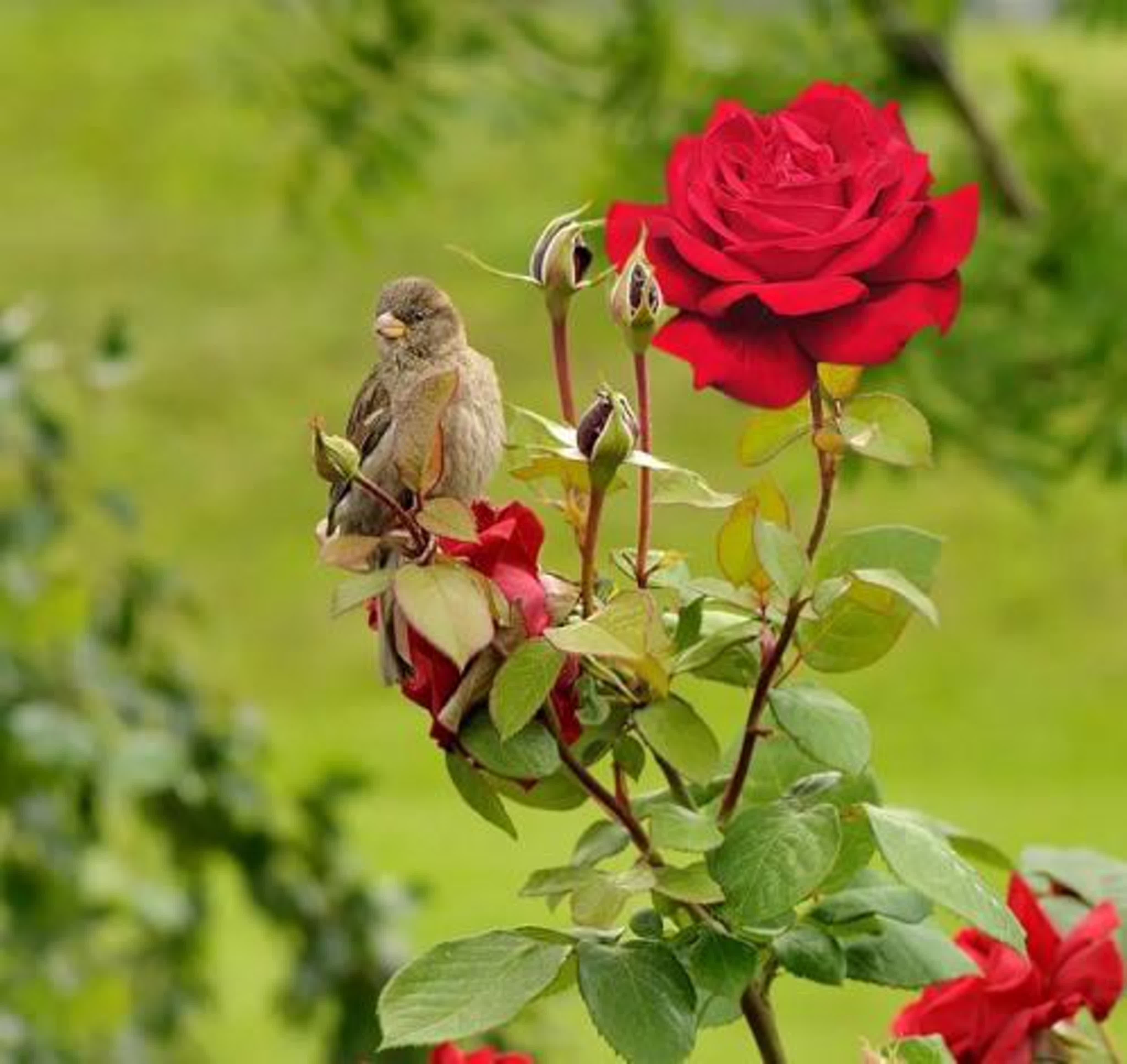 Спой мне соловей как любовь была сильна. Птицы в весеннем саду. Птица на шиповнике. Цветы и птицы.