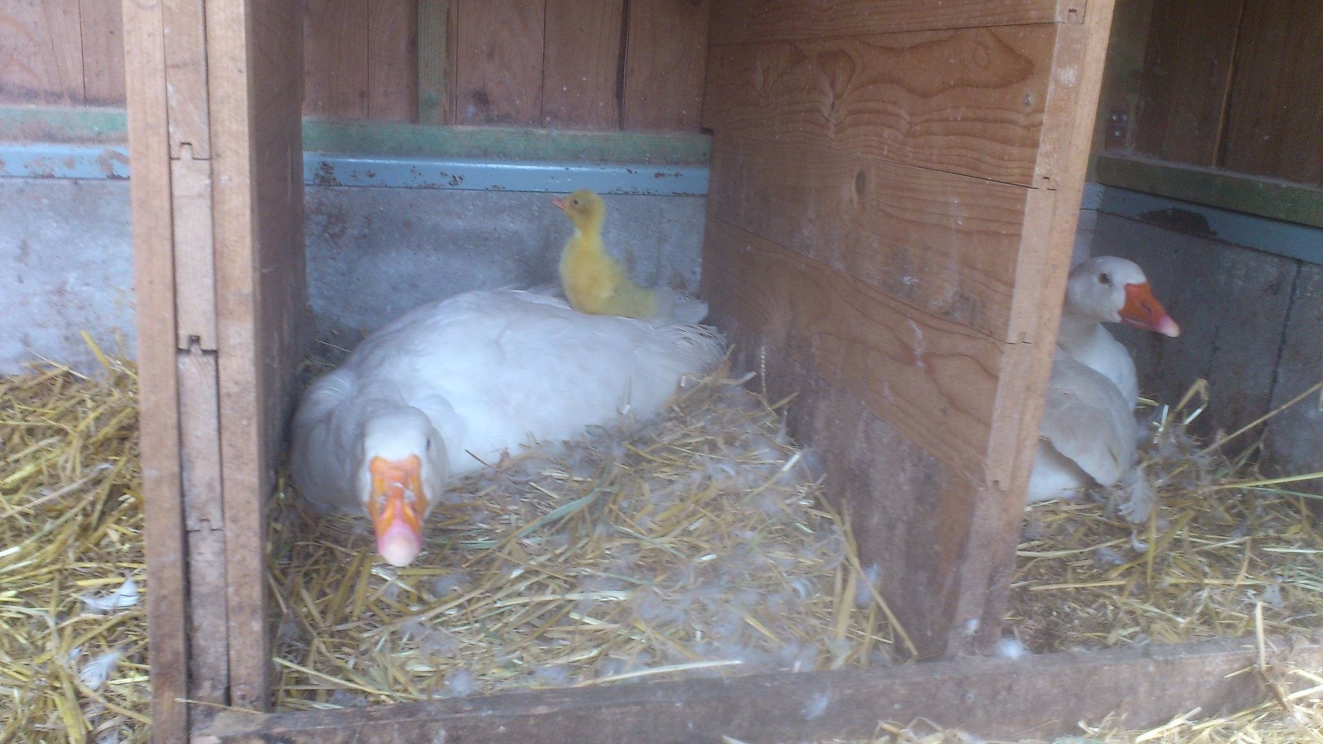 Как сделать гнездо для курицы-несушки самостоятельно в домашних условиях?