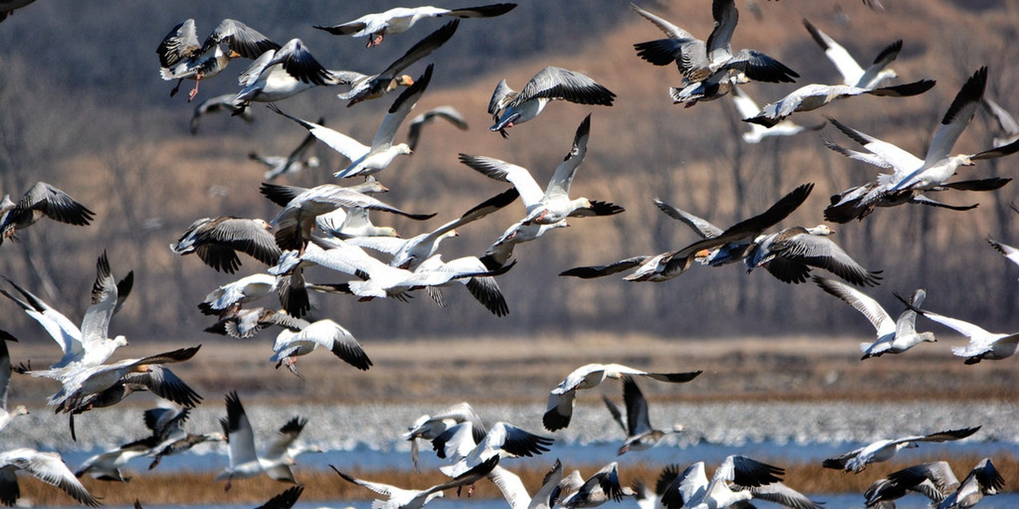 Перелетные птицы явление природы. Сезонные миграции птиц. Миграция перелетных птиц. Сезонные перелеты птиц. Стая перелетных птиц.