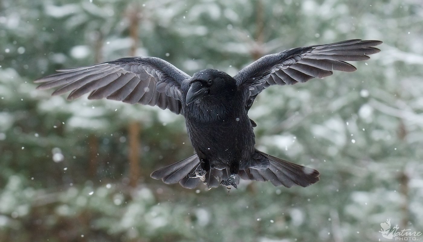 Птицы летающие зимой. Размах крыльев ворона. Крылья вороны. Ворон в полете. Птица с расправленными крыльями.