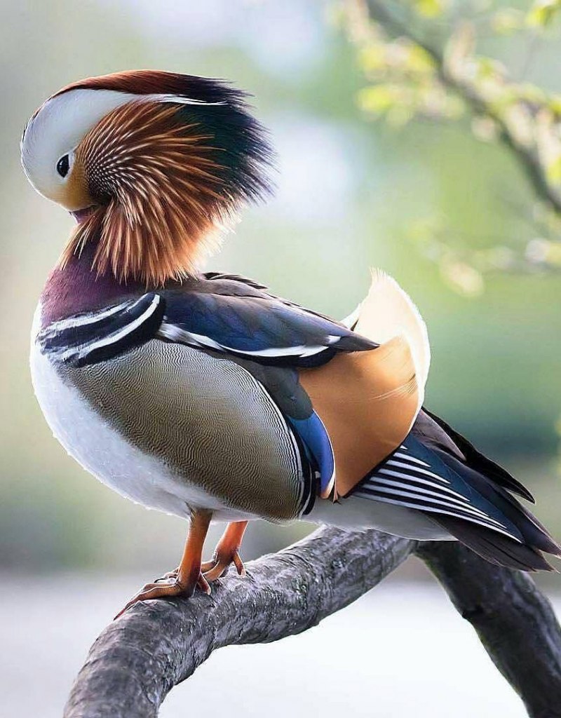 Мандаринка самка