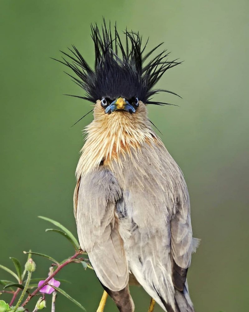 Браминский скворец (Sturnus pagodarum)