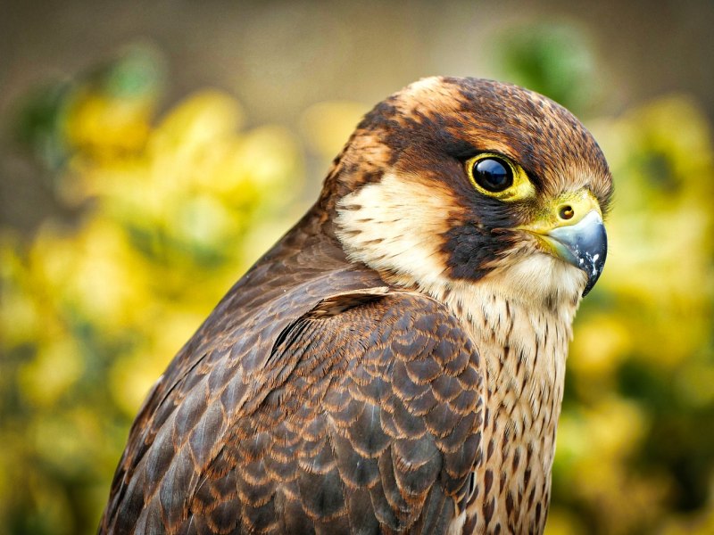 Сокол-Сапсан (Falco peregrinus)