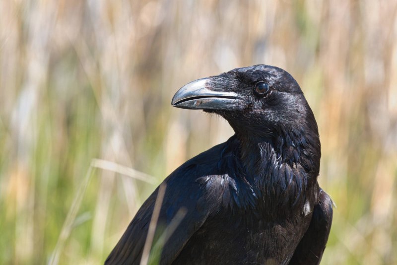 Corvus Corax птица