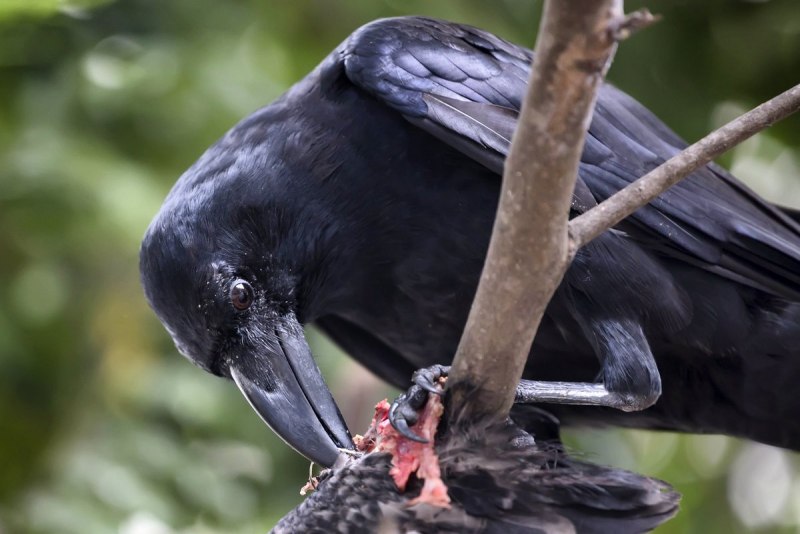 Corvus Corax птица