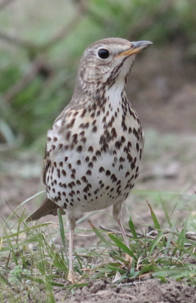 Певчий Дрозд (лат. Turdus philomelos)
