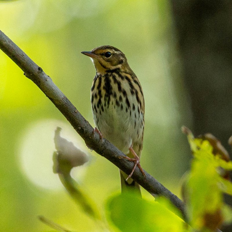 Дрозд-рябинник (turdus pilaris)