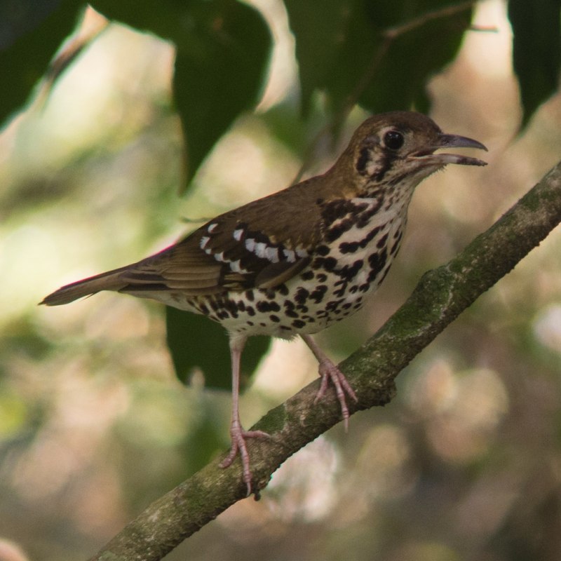 Turdus viscivorus