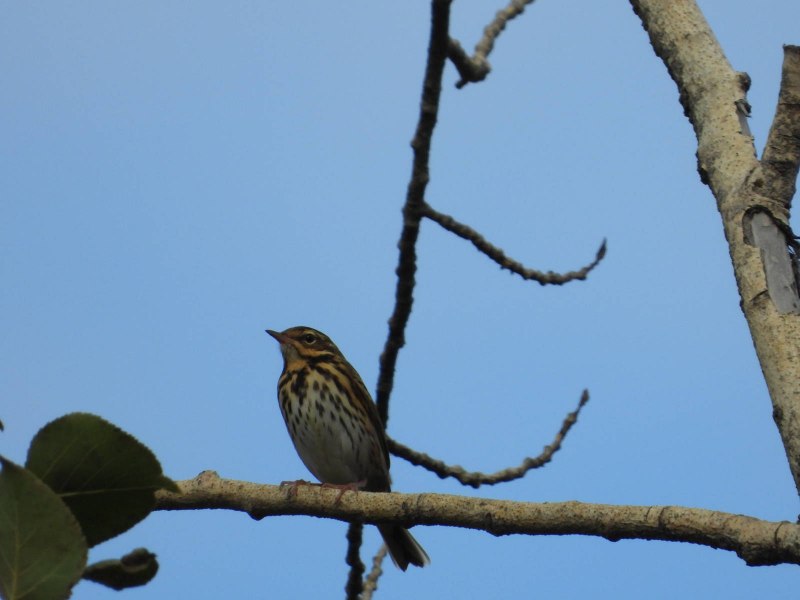 Певчий Дрозд (лат. Turdus philomelos)