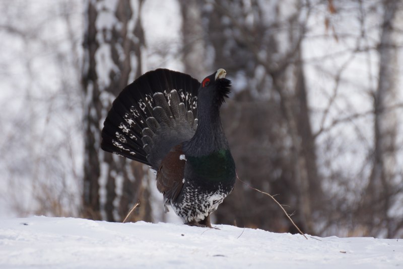 Каменный Глухарь (Tetrao parvirostris)