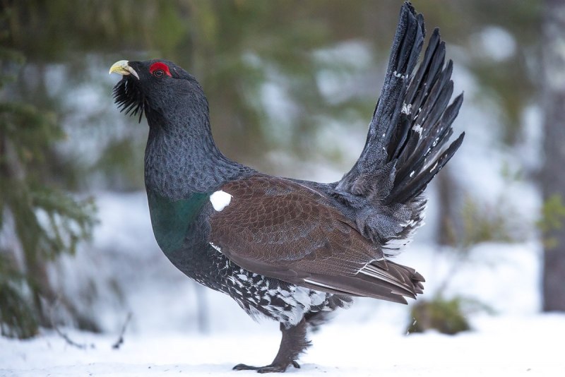 Глухарь (Tetrao urogallus)