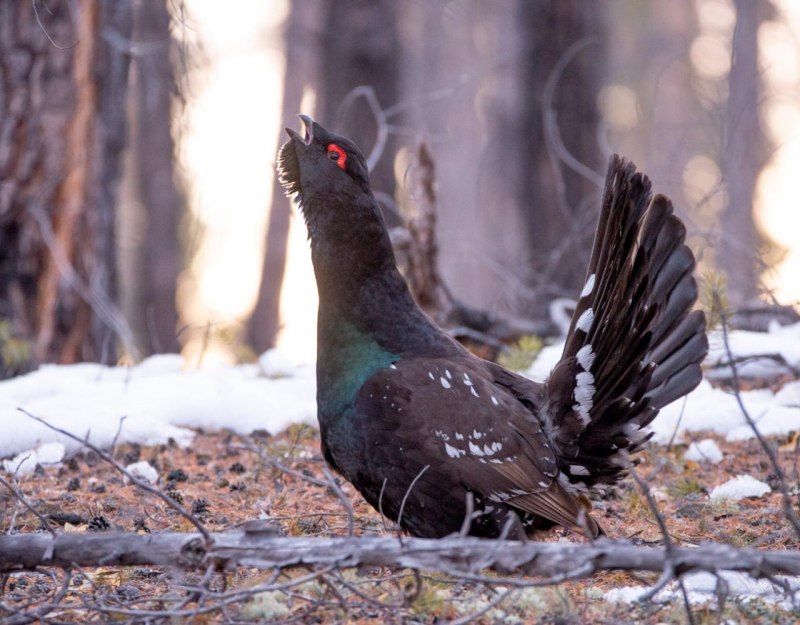 Глухарь (Tetrao urogallus)
