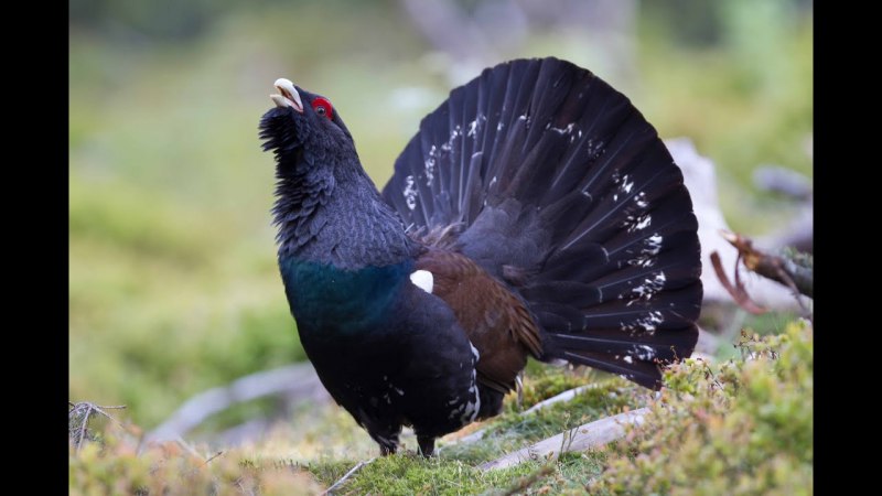 Чернобрюхий Глухарь Tetrao urogallus Major