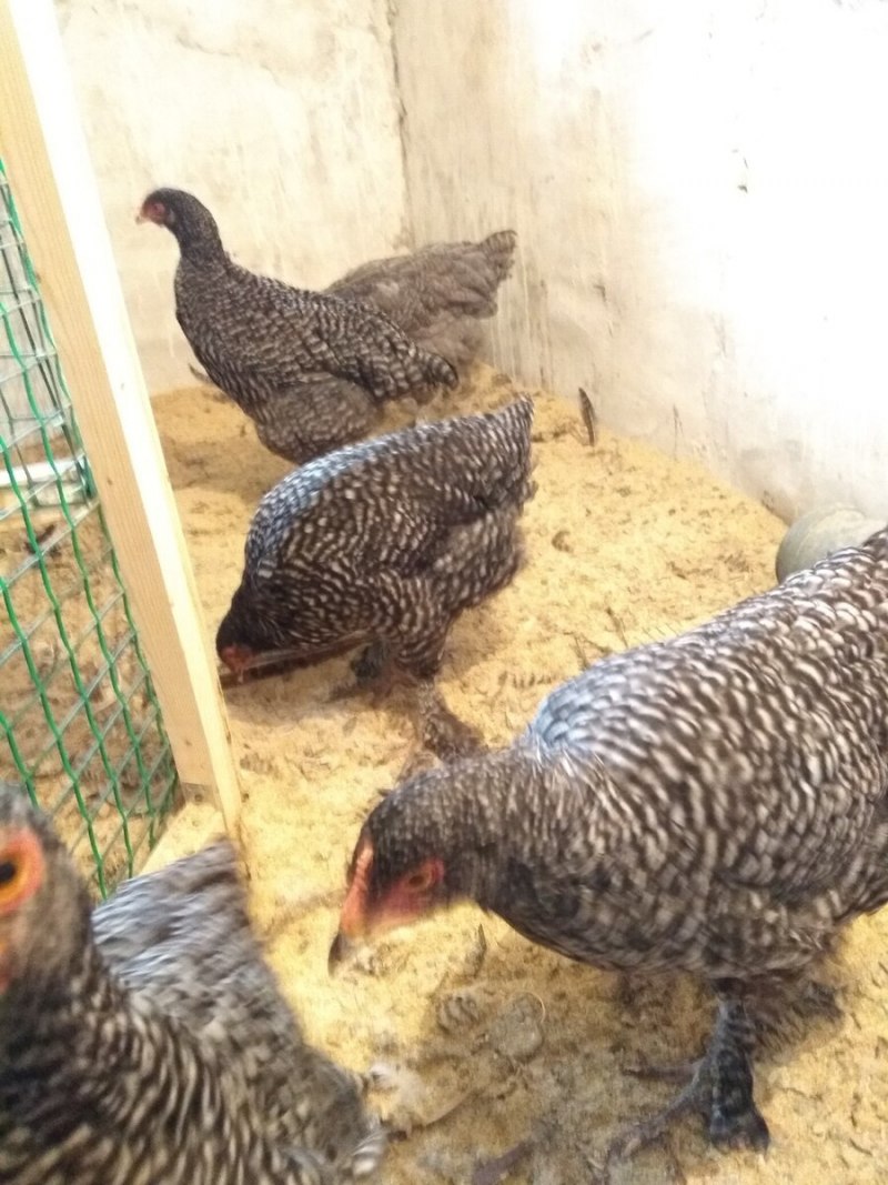 Куры Доминант Кукушка