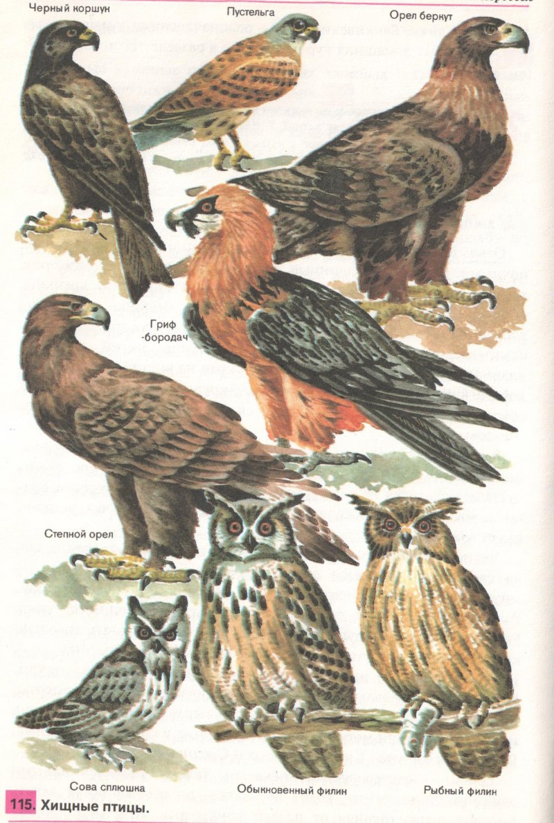 Northern Harrier