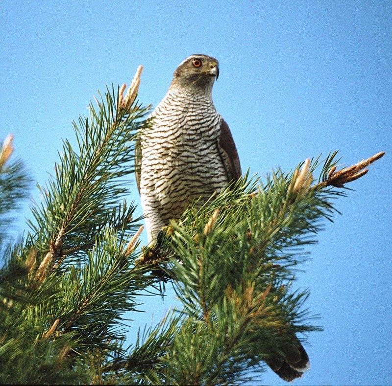 Картинки Шуляк