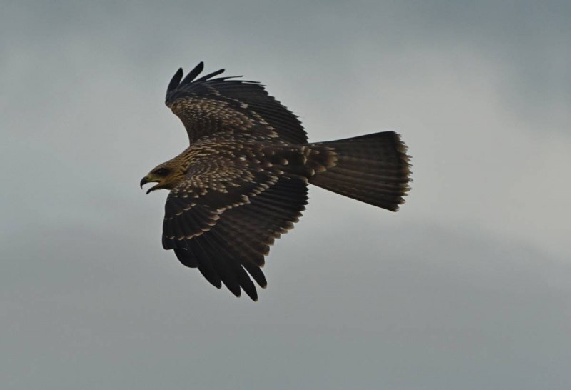 Черный Коршун Milvus Migrans