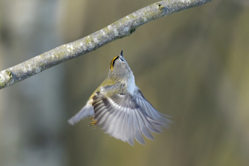 Красный Коршун Milvus Milvus