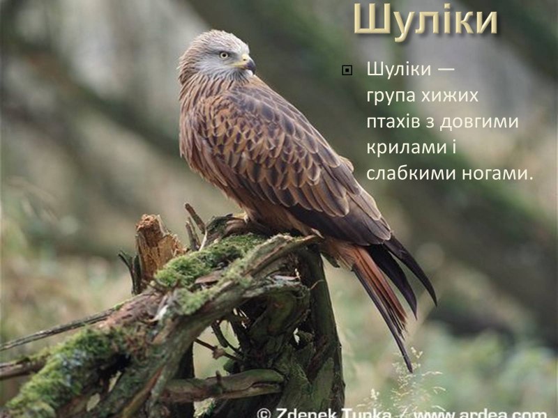Австралийских Воронов