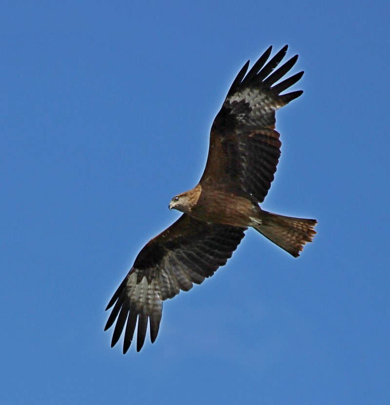 Черный Коршун Milvus Migrans