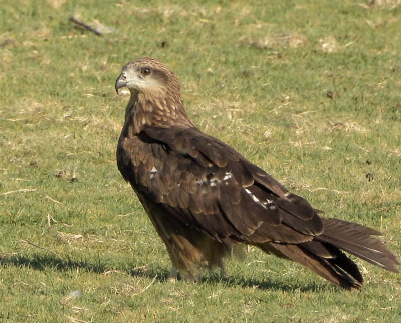 Черный Коршун Milvus Migrans