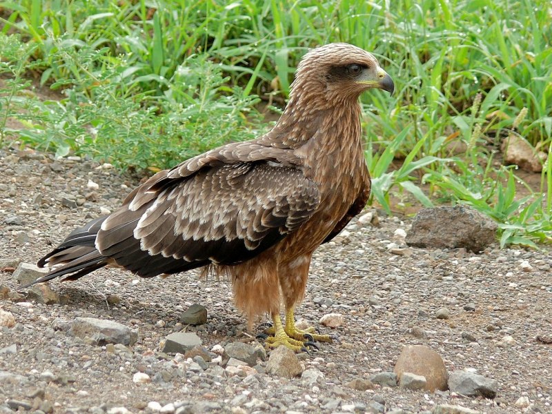 Коршун кавказский