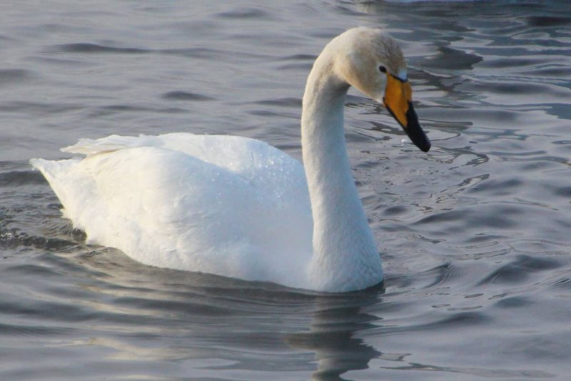 Лебедь-кликун Cygnus Cygnus (Linnaeus, 1758)
