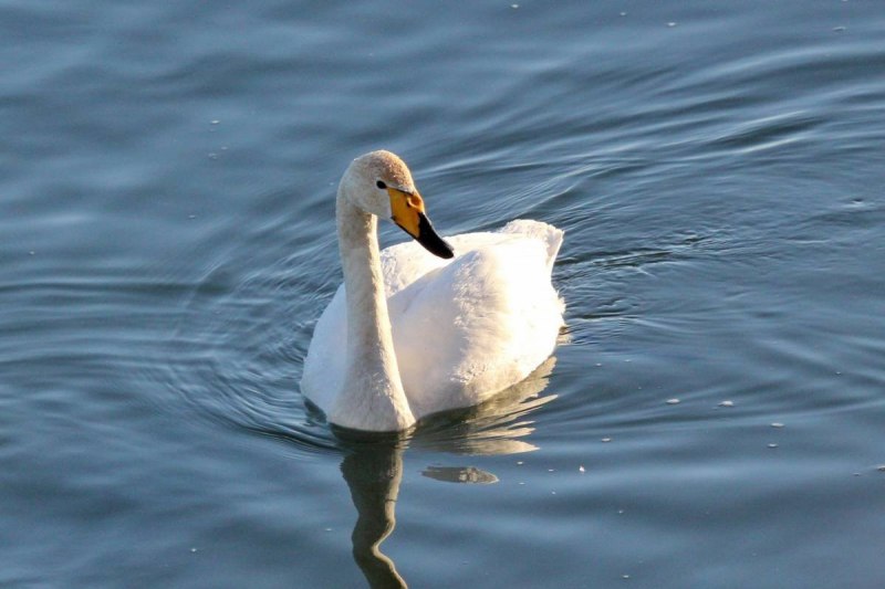 Лебедь-кликун Cygnus Cygnus (Linnaeus, 1758)