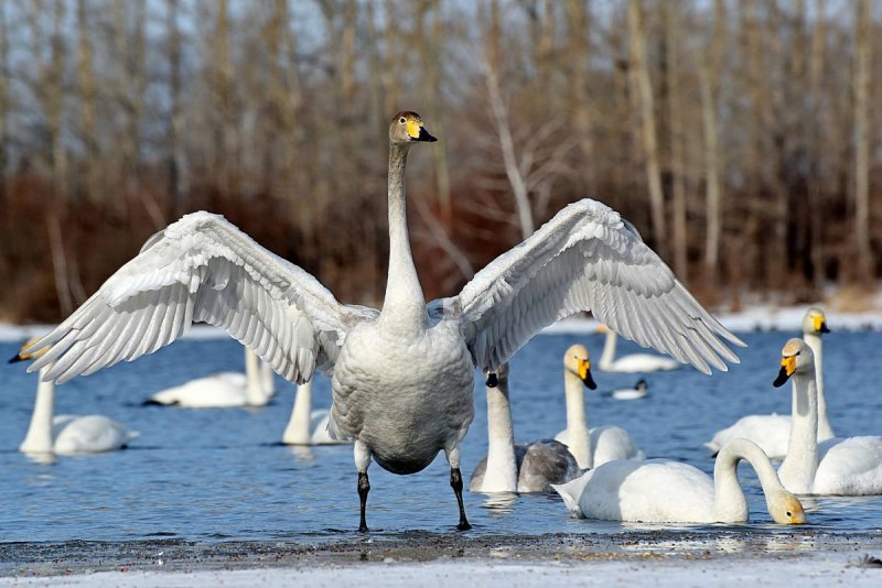 Лебедь-кликун Cygnus Cygnus (Linnaeus, 1758)