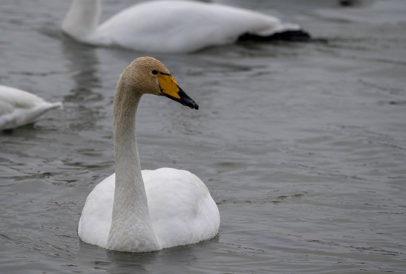 Лебедь-кликун Cygnus Cygnus (Linnaeus, 1758)