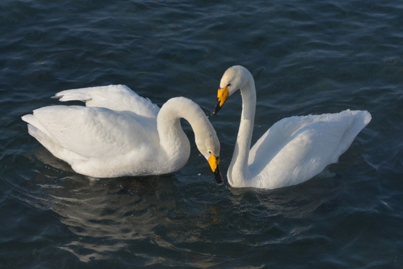 Лебедь-кликун Cygnus Cygnus (Linnaeus, 1758)