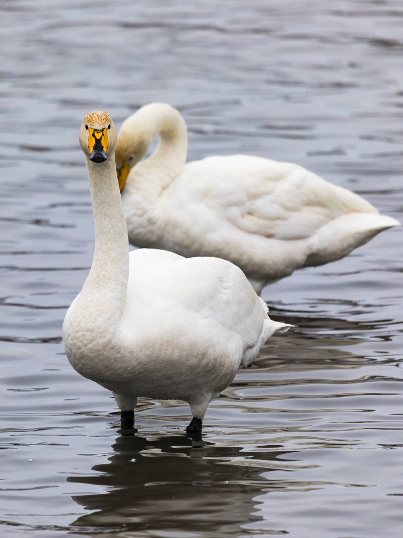 Семейство Утиные Anatidae лебедь-кликун Cygnus Cygnus (Linnaeus, 1758)