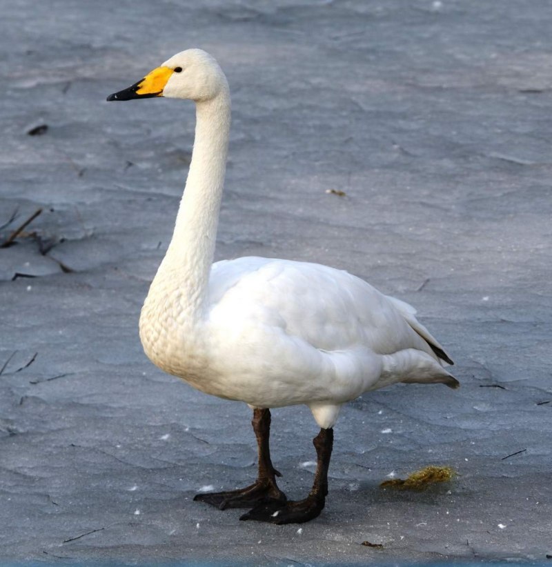 Лебедь-кликун Cygnus Cygnus (Linnaeus, 1758)