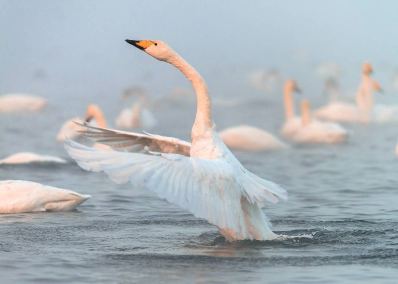 Лебедь-кликун Cygnus Cygnus (Linnaeus, 1758)
