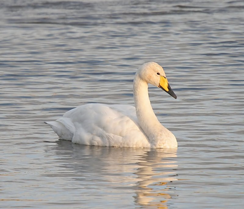 Лебедь-кликун Cygnus Cygnus (Linnaeus, 1758)