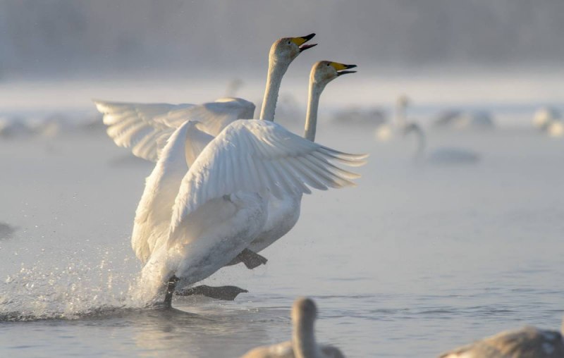 Лебедь-кликун Cygnus Cygnus (Linnaeus, 1758)
