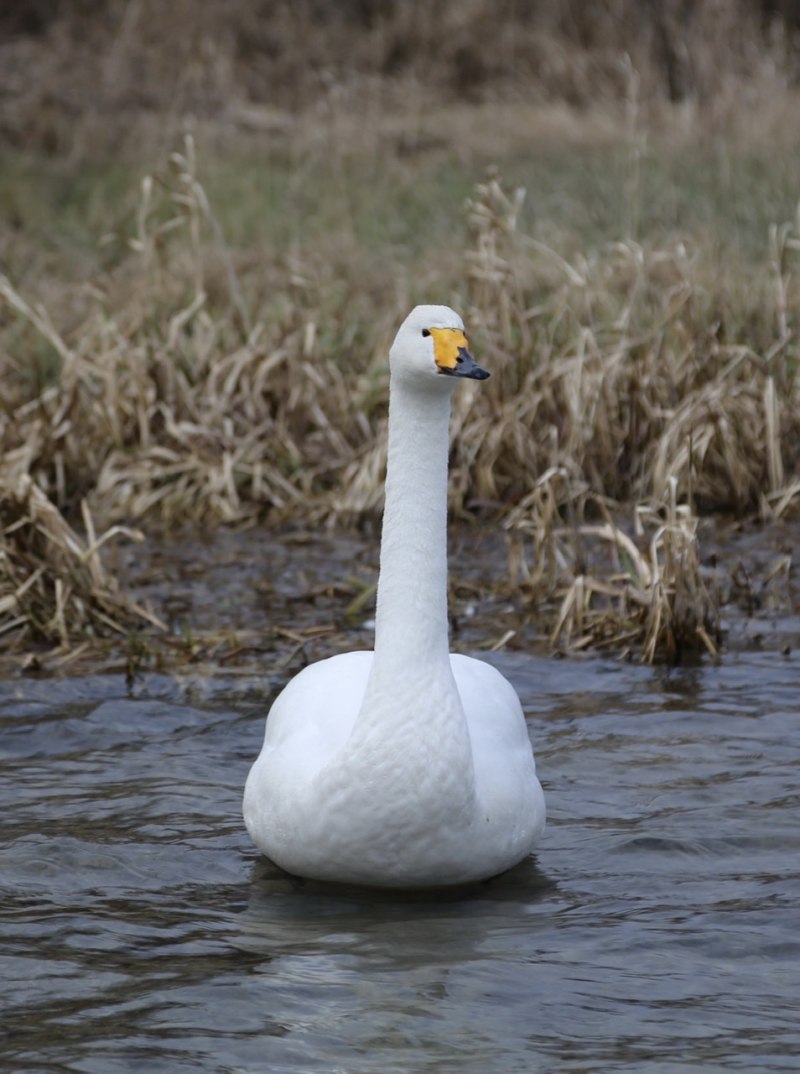Лебедь-кликун Cygnus Cygnus (Linnaeus, 1758)