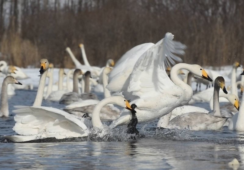 Bewick's Swan and Whooper Swan